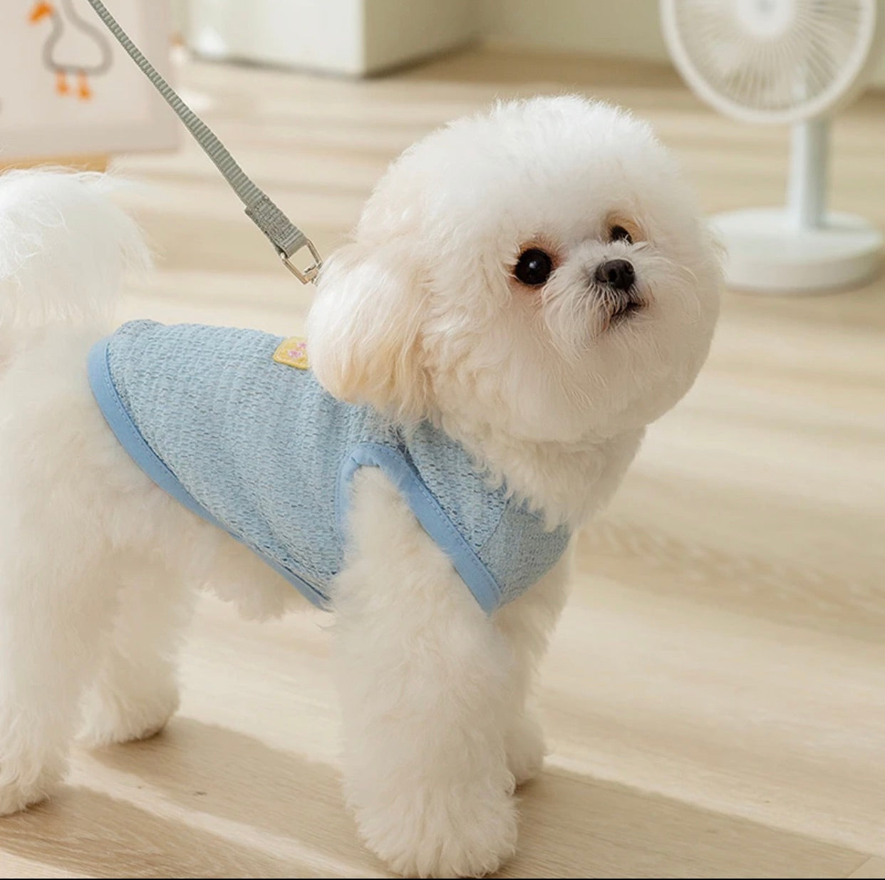 Pet clothes